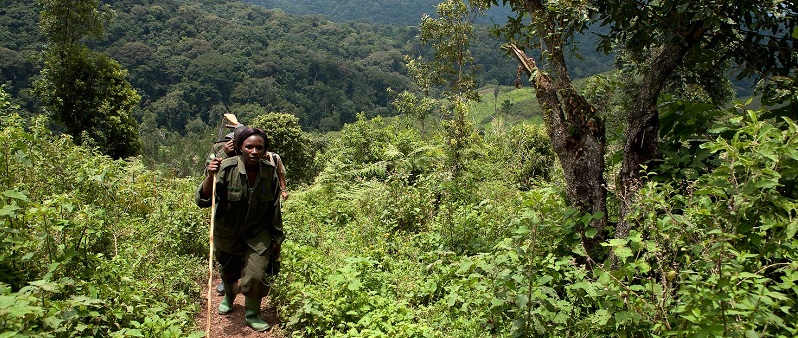 Uganda Bwindi Impenetrable Forest