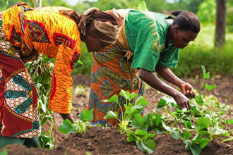 Agriculture and Food security 